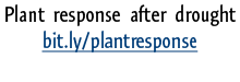Plant response after drought  bit.ly/plantresponse 