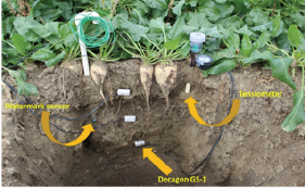 Photo of soil profile showing the use of different soil moisture sensors installed at different depths.