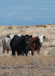 Sidebar photo of cattle on dry range