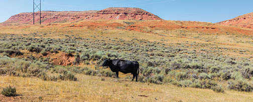 Photo of black angus cow in dry red hills