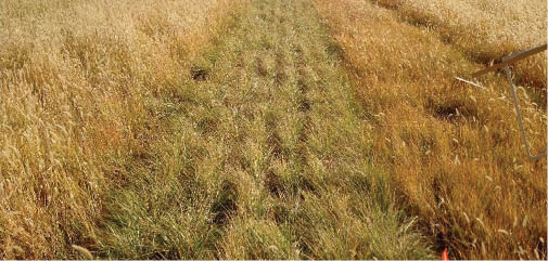 photo showing different heights of cool-season grass near Lingle, WY