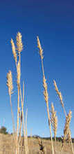 Sidebar photo of dry wheat stalks