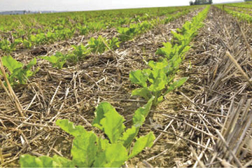 photo of sugarbeet production under strip tillage