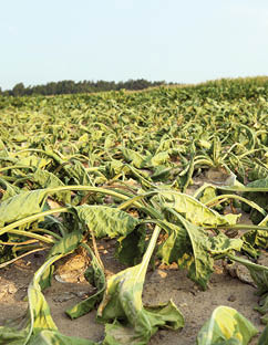 Photo of wilted sugar beets