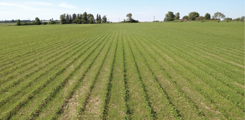 photo of crops and weeds