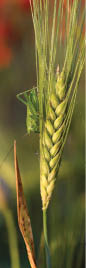 sidebar photo of grasshopper on green wheat