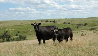photo of Black Baldy cow and calf in grass prairie