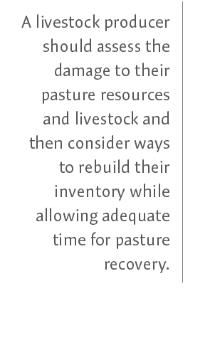 A livestock producer should assess the damage to their pasture resources and livestock and then consider ways to rebu...