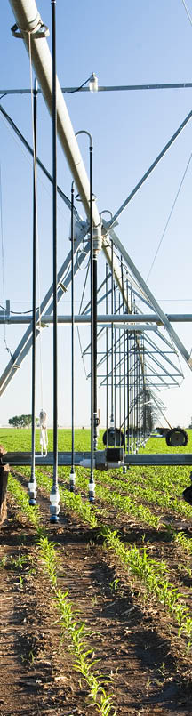 Pivot irrigation of corn
