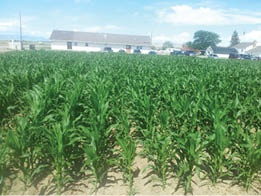 Corn grown using sub-surface drip irrigation