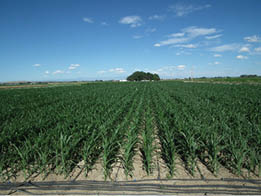 Silage corn grown using on surface drip irrigation