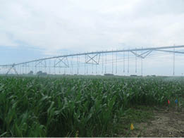 Silage corn grown under sprinkler irrigation