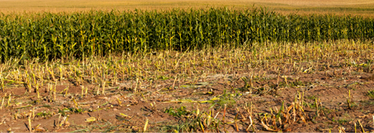 Partially cut field of silage corn