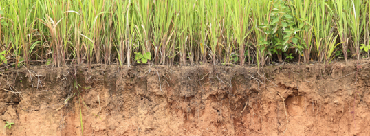 Cross section showing soil with roots and plants 
