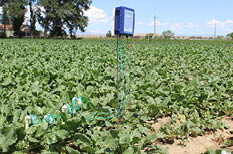4 wired sensors in a sugar beet field 