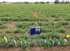 8 wired sensors in an alfalfa field 