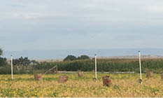 Wireless monitoring system in a dry bean field 