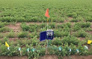 8 wired Watermark sensors attached to a data logger in an alfafa field 