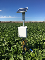 Solar-powered data logger in a sugar beet field 
