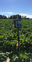 Probe standing above ground in a sugar beet field 