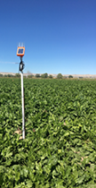 Probe standing above ground in a sugar beet field 