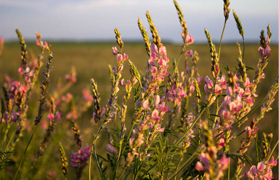 Close-up photo of sainfoin's purple-pink flowers 