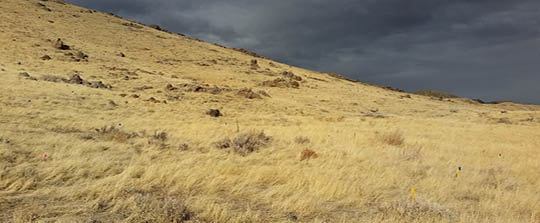 Yellow grasses cover a testing area 