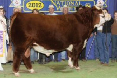 A picture of a bull from 2012 