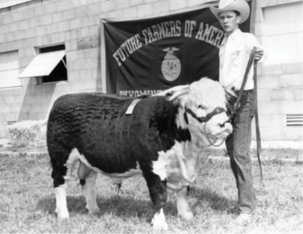 Picture of a hereford bull in 1957 
