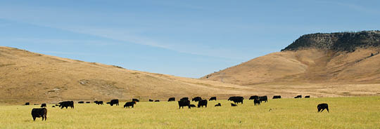 Cows in pasture with dry hills and blue sky behind them
