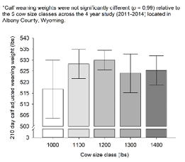 Graph depicting calf weaning weights for 5 cow size classes 