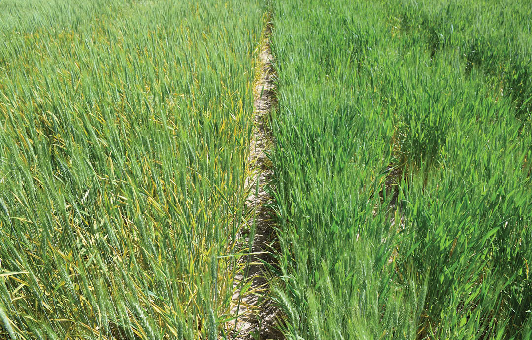 Wheat growing in field  Left side looks more yellow than healthier side on the right 