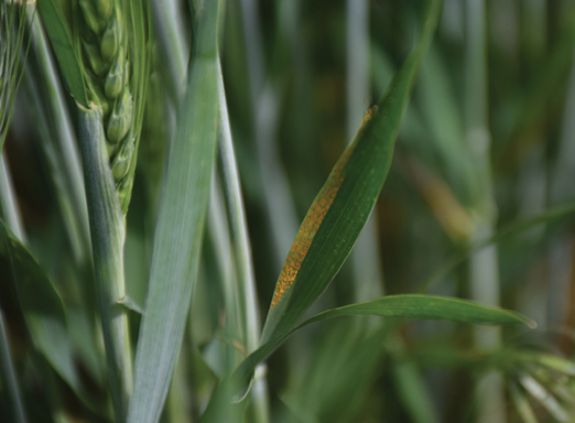 Green wheat leaf with rust on left side of leaf 