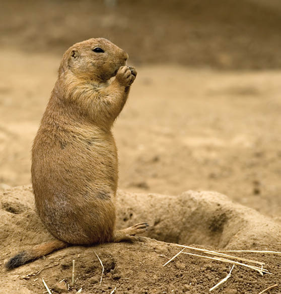 are prairie dogs endangered species