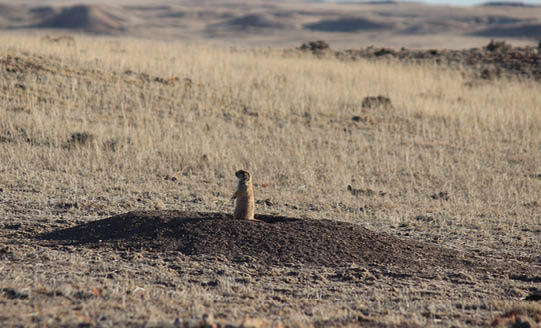 Prairie dog sitting up in dry rangeland area 