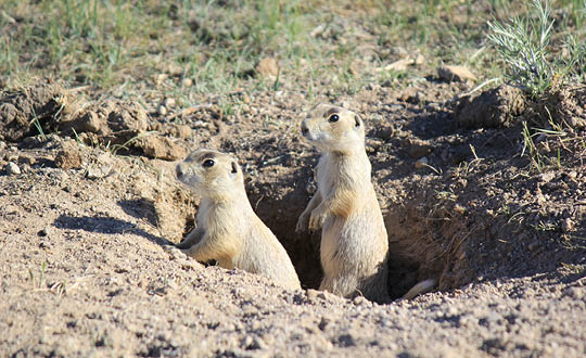 Prairie Dog Ecology and Management in Wyoming