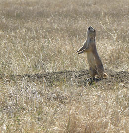 Prairie dog sitting up on its hind legs, front legs extended straight out in front, muzzle up in the air 