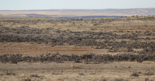 Grassland with dirt patches surrounded by short sagebrush bushes and some grasses 