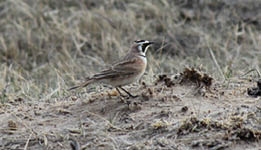 Small black, white and brown bird on dirt 