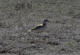 Cream and brown bird 