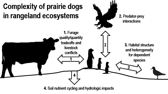 Diagram illustrating the complexity of prairie dogs in rangeland ecosystems 