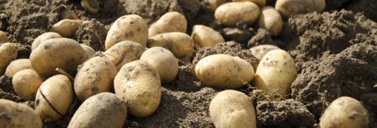 potatoes laying in dirt field