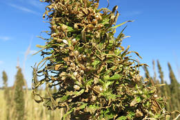 Green seed head with dry and brown seed pods 