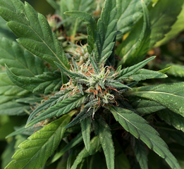 Plant with flower at top of stem 