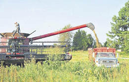 Seed going into the back of a truck from a harvester 