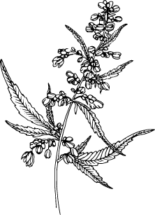 Black and white illustration of hemp in bloom 