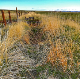 Irrigation ditch with tall grasses 