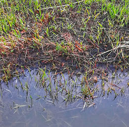 Grasses growing in water-filled ditch 