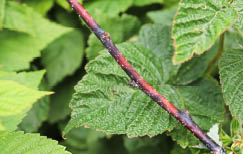 Purple spots on brown stem 