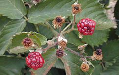 Dried up berries on brown stems 